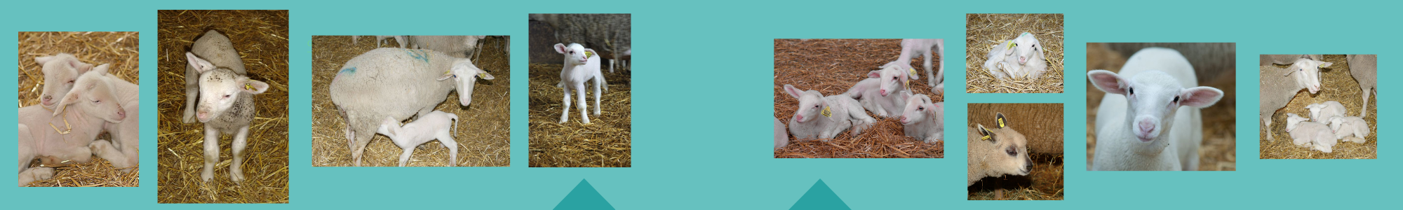 Bandeau Diag. Gestation OVIN