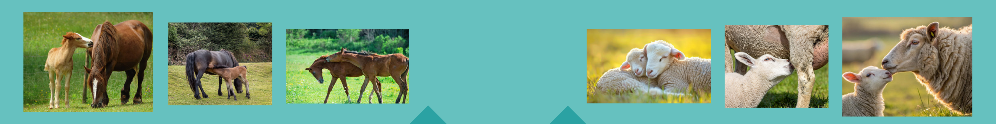 Bandeau ocytocine final